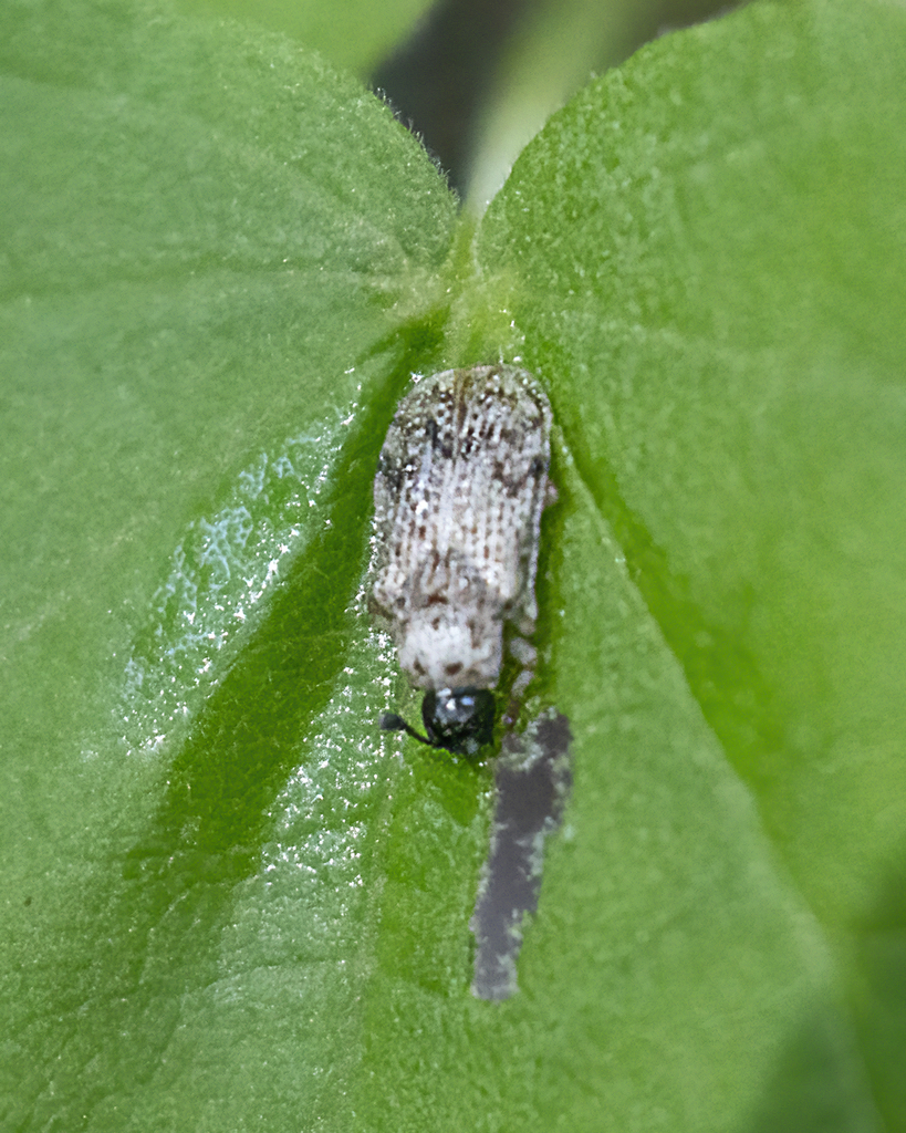 Brachycoryna longula