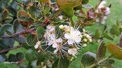 Myrcianthes leucoxyla, photograph (c) GERMAN LEONEL SARMIENTO CRUZ, some rights reserved (CC BY)