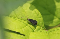 Dichomeris setosella