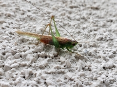 Conocephalus spartinae