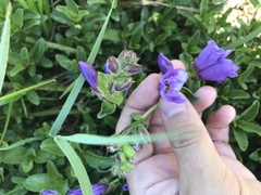 Penstemon cardwellii