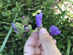 Penstemon cardwellii