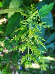 Urtica dioica
