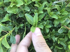 Penstemon cardwellii