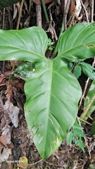 (c) GERMAN LEONEL SARMIENTO CRUZ, some rights reserved (CC BY) Philodendron barrosoanum, photograph (c) GERMAN LEONEL SARMIENTO CRUZ, some rights reserved (CC BY)