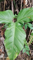 Philodendron barrosoanum, photograph (c) GERMAN LEONEL SARMIENTO CRUZ, some rights reserved (CC BY)