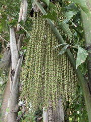 Caryota