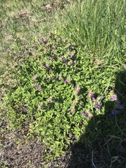 Penstemon cardwellii