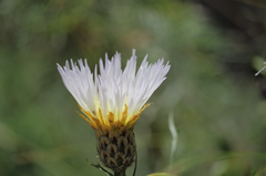 Plectocephalus chilensis