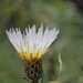 Centaurea chilensis - Photo (c) orlandomontes,  זכויות יוצרים חלקיות (CC BY-NC), הועלה על ידי orlandomontes