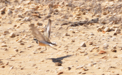 Charadrius thoracicus