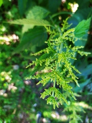 Urtica dioica