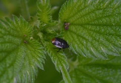 Legnotus limbosus