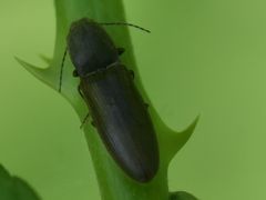 Athous haemorrhoidalis