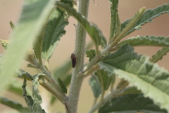 Graphocephala nigrifascia