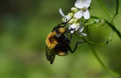 Volucella bombylans
