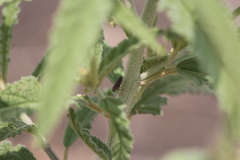 Graphocephala nigrifascia