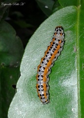 Palpita flegia