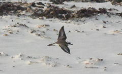 Charadrius thoracicus