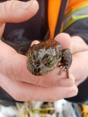 Rana pretiosa