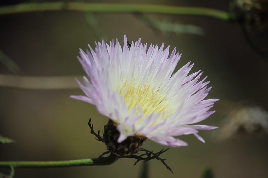 Flor del Minero