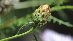 Plectocephalus chilensis