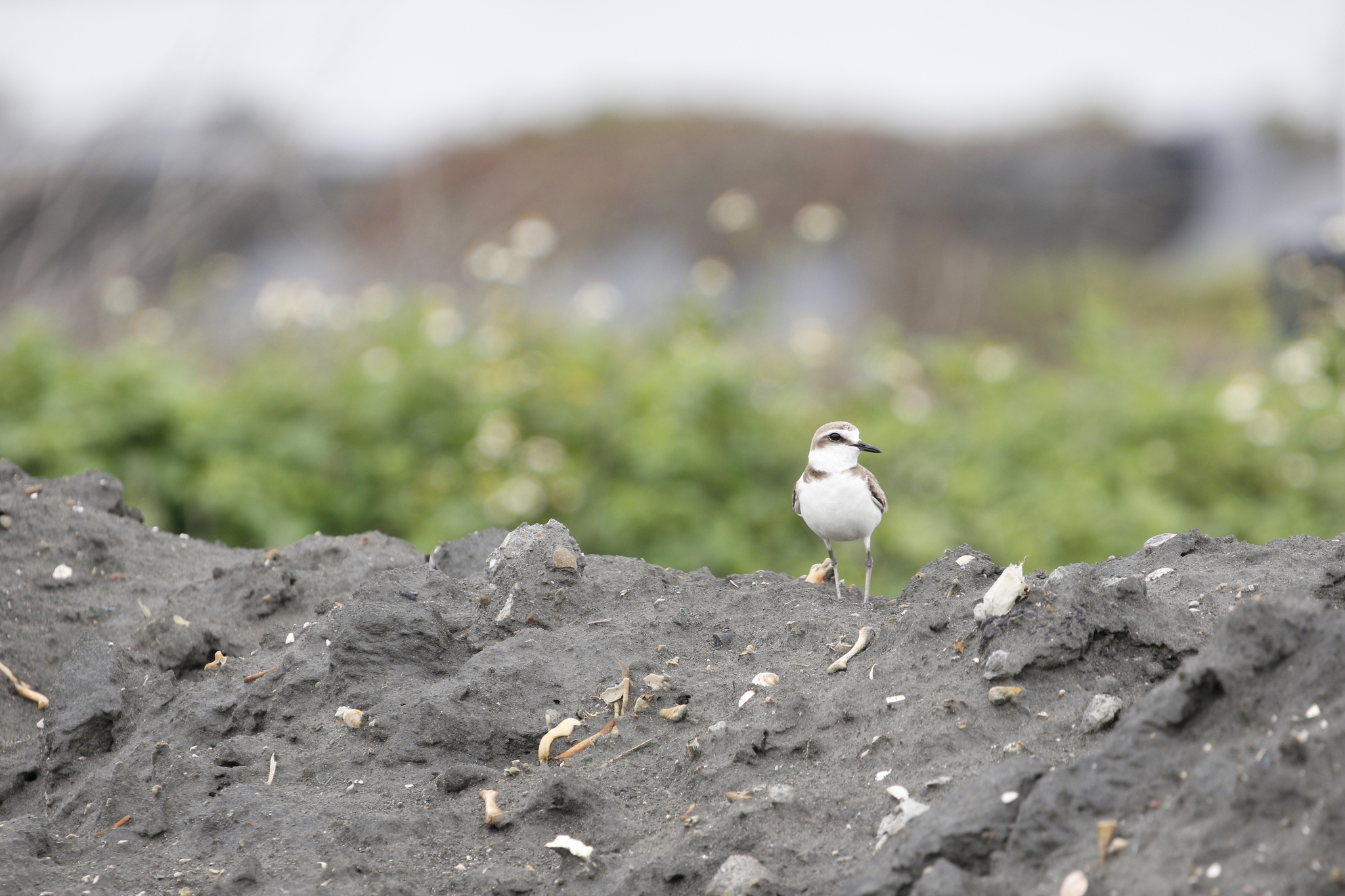 Greater Sand Plover