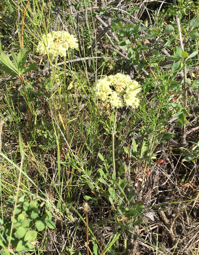 parsnipflower buckwheat