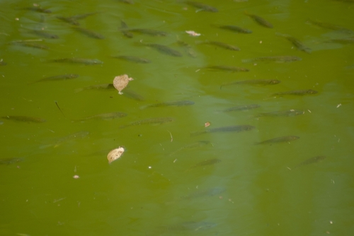 Mozambique Tilapia — seen at this dive site
