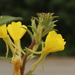 Oenothera ammophila - Photo (c) Dmitriy Bochkov, some rights reserved (CC BY), uploaded by Dmitriy Bochkov