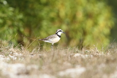 Charadrius thoracicus