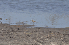 Charadrius thoracicus