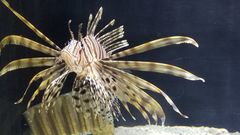 Pterois