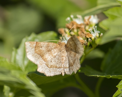 Metarranthis indeclinata