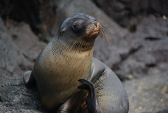 Arctocephalus galapagoensis