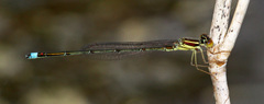 Image of Enallagma sulcatum