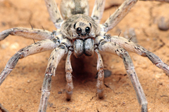 Hoggicosa