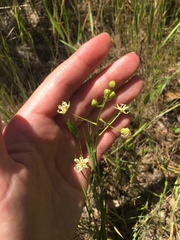 Toxicoscordion micranthum