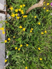 Zephyranthes citrina