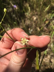 Toxicoscordion micranthum