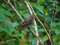 Thamnophilus ambiguus