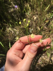 Toxicoscordion micranthum