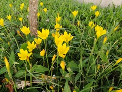 Zephyranthes citrina