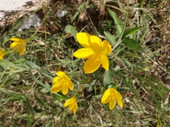 Zephyranthes citrina