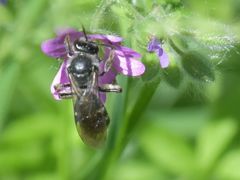 Lasioglossum sexnotatum