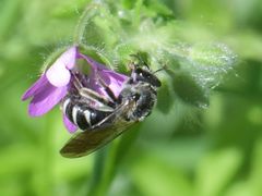 Lasioglossum sexnotatum