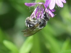 Lasioglossum sexnotatum