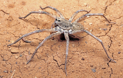 Hoggicosa