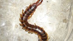 Scolopendra gigantea