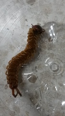 Scolopendra gigantea